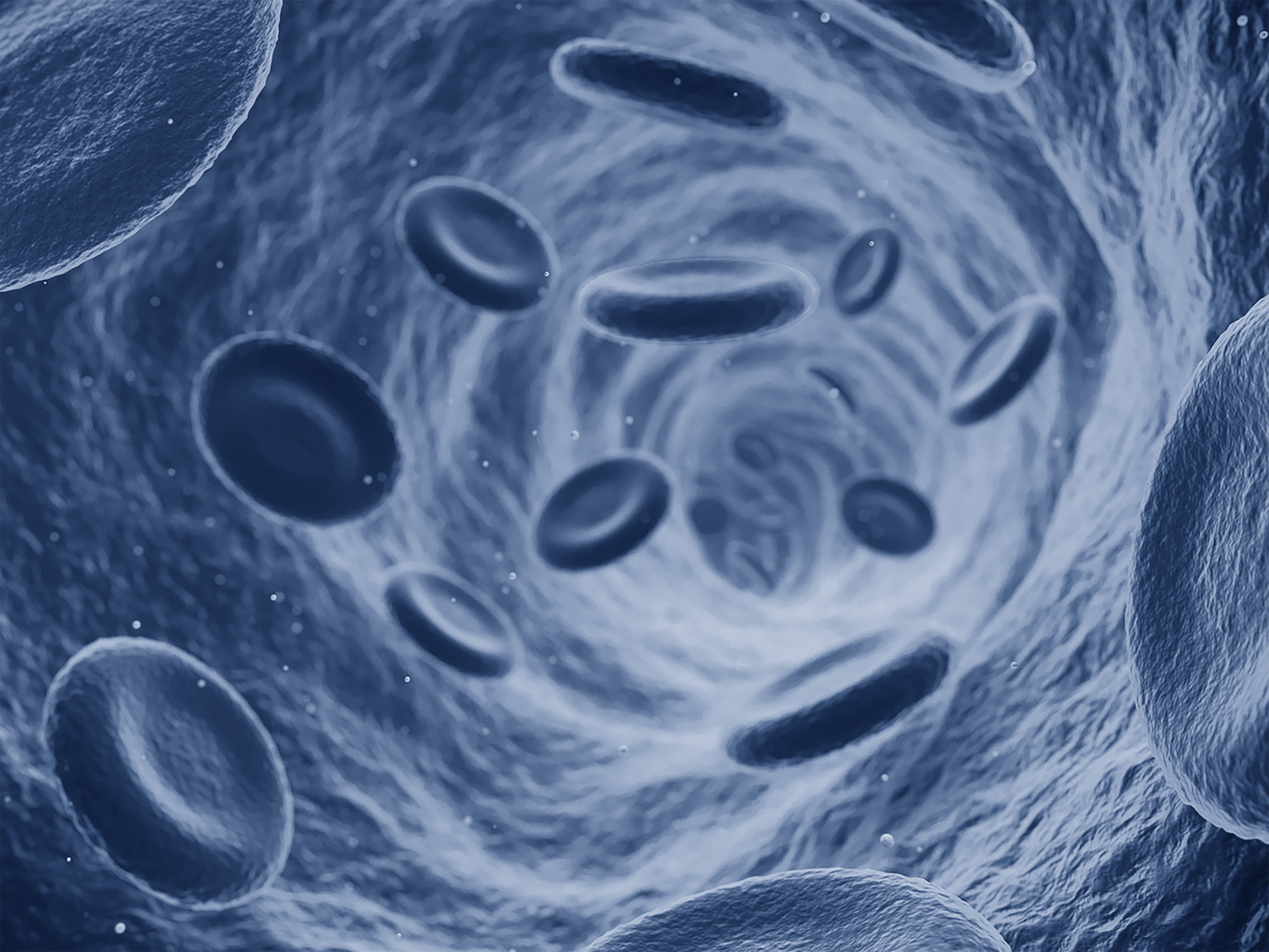 Cardiovascular — blood cells in vessel